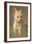 Brown Frame