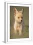 White Frame