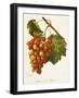 Ahmeur Bou Hameur Grape-A. Kreyder-Framed Giclee Print