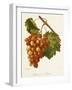 Ahmeur Bou Hameur Grape-A. Kreyder-Framed Giclee Print