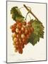 Ahmeur Bou Hameur Grape-A. Kreyder-Mounted Giclee Print