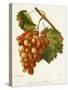 Ahmeur Bou Hameur Grape-A. Kreyder-Stretched Canvas