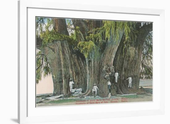 Ahueheute, Bald Cypress, Tule, Oaxaca, Mexico-null-Framed Premium Giclee Print