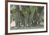 Ahueheute, Bald Cypress, Tule, Oaxaca, Mexico-null-Framed Premium Giclee Print