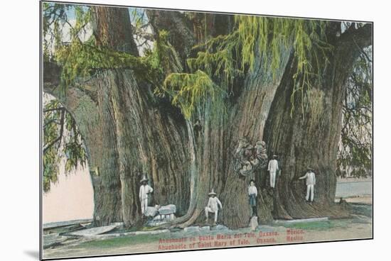 Ahueheute, Bald Cypress, Tule, Oaxaca, Mexico-null-Mounted Premium Giclee Print