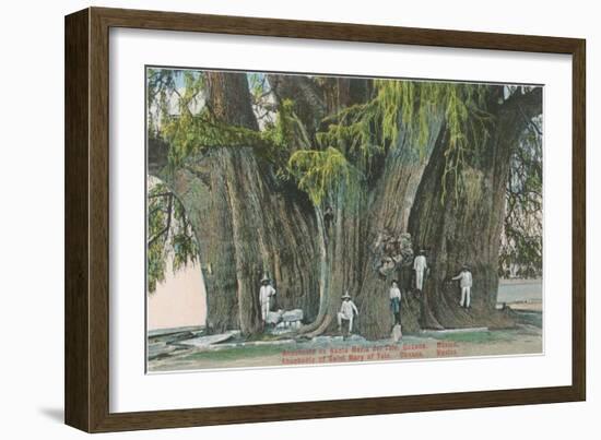 Ahueheute, Bald Cypress, Tule, Oaxaca, Mexico-null-Framed Art Print