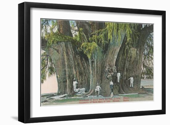 Ahueheute, Bald Cypress, Tule, Oaxaca, Mexico-null-Framed Art Print