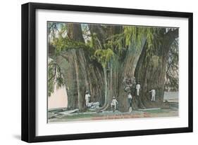 Ahueheute, Bald Cypress, Tule, Oaxaca, Mexico-null-Framed Art Print