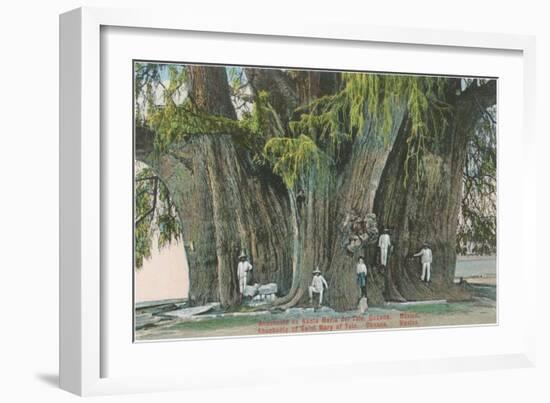 Ahueheute, Bald Cypress, Tule, Oaxaca, Mexico-null-Framed Art Print