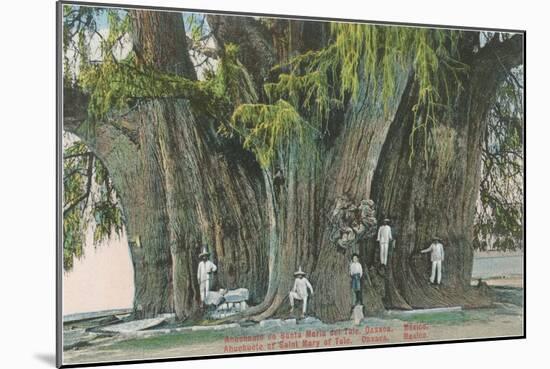 Ahueheute, Bald Cypress, Tule, Oaxaca, Mexico-null-Mounted Art Print