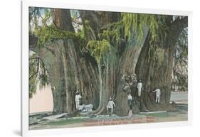 Ahueheute, Bald Cypress, Tule, Oaxaca, Mexico-null-Framed Art Print