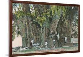Ahueheute, Bald Cypress, Tule, Oaxaca, Mexico-null-Framed Art Print