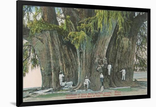 Ahueheute, Bald Cypress, Tule, Oaxaca, Mexico-null-Framed Art Print