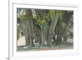 Ahueheute, Bald Cypress, Tule, Oaxaca, Mexico-null-Framed Art Print