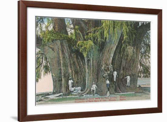 Ahueheute, Bald Cypress, Tule, Oaxaca, Mexico-null-Framed Art Print