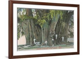 Ahueheute, Bald Cypress, Tule, Oaxaca, Mexico-null-Framed Art Print