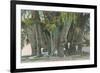 Ahueheute, Bald Cypress, Tule, Oaxaca, Mexico-null-Framed Art Print