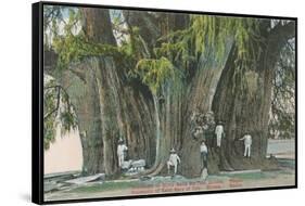 Ahueheute, Bald Cypress, Tule, Oaxaca, Mexico-null-Framed Stretched Canvas