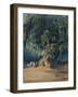 Ahuehuete Tree-Johann Moritz Rugendas-Framed Giclee Print