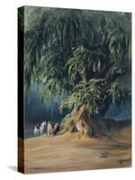 Ahuehuete Tree-Johann Moritz Rugendas-Stretched Canvas