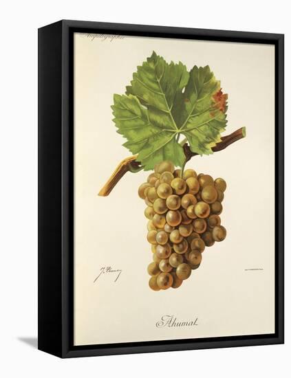 Ahumat Grape-J. Troncy-Framed Stretched Canvas