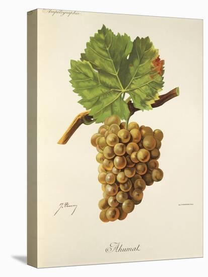 Ahumat Grape-J. Troncy-Stretched Canvas