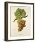 Ahumat Grape-J. Troncy-Framed Giclee Print