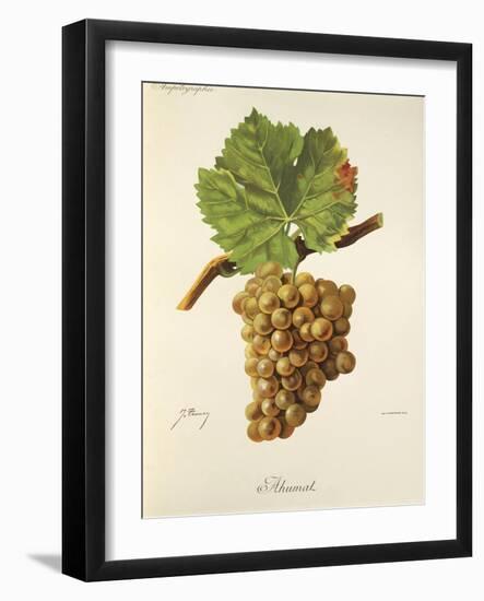 Ahumat Grape-J. Troncy-Framed Giclee Print