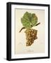 Ahumat Grape-J. Troncy-Framed Giclee Print