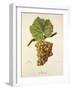 Ahumat Grape-J. Troncy-Framed Giclee Print