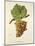 Ahumat Grape-J. Troncy-Mounted Giclee Print