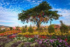 Thai Lantern on a Tree in Colorful Flower Garden-aiaikawa-Photographic Print