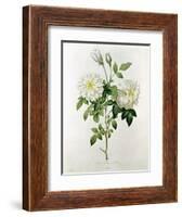 Aime Vibere-Pierre-Joseph Redouté-Framed Giclee Print