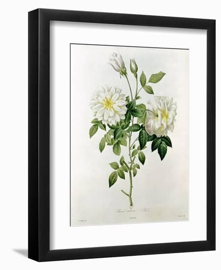 Aime Vibere-Pierre-Joseph Redouté-Framed Giclee Print