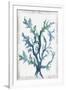 Gramercy White