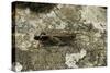 Aiolopus Strepens (Grasshopper) - on Stone-Paul Starosta-Stretched Canvas
