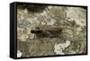 Aiolopus Strepens (Grasshopper) - on Stone-Paul Starosta-Framed Stretched Canvas