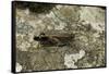 Aiolopus Strepens (Grasshopper) - on Stone-Paul Starosta-Framed Stretched Canvas