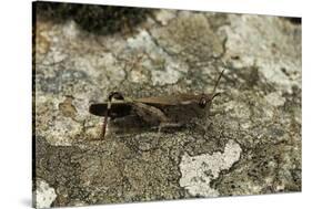Aiolopus Strepens (Grasshopper) - on Stone-Paul Starosta-Stretched Canvas