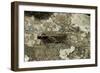 Aiolopus Strepens (Grasshopper) - on Stone-Paul Starosta-Framed Photographic Print