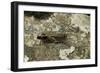 Aiolopus Strepens (Grasshopper) - on Stone-Paul Starosta-Framed Photographic Print