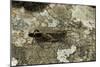 Aiolopus Strepens (Grasshopper) - on Stone-Paul Starosta-Mounted Photographic Print