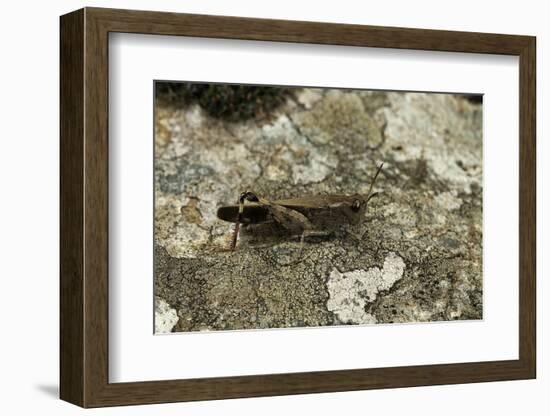 Aiolopus Strepens (Grasshopper) - on Stone-Paul Starosta-Framed Photographic Print