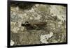 Aiolopus Strepens (Grasshopper) - on Stone-Paul Starosta-Framed Photographic Print