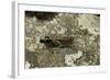 Aiolopus Strepens (Grasshopper) - on Stone-Paul Starosta-Framed Photographic Print