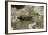 Aiolopus Strepens (Grasshopper) - on Stone-Paul Starosta-Framed Photographic Print