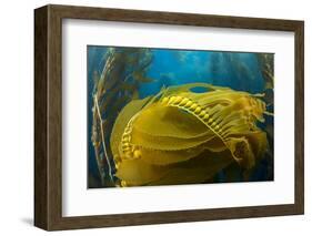 Air bladders lifting strands of giant kelp, California, USA-David Fleetham-Framed Photographic Print