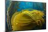 Air bladders lifting strands of giant kelp, California, USA-David Fleetham-Mounted Photographic Print