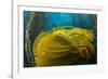 Air bladders lifting strands of giant kelp, California, USA-David Fleetham-Framed Photographic Print