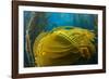 Air bladders lifting strands of giant kelp, California, USA-David Fleetham-Framed Photographic Print